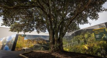 Auckland Airport and DOC Celebrate New Inter-Terminal Walkway Showcasing New Zealand’s Scenic Trails