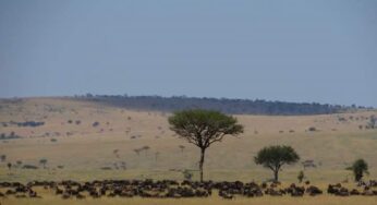 Experience Kenya’s Wild Majesty: Join Cruzeiro Safaris for an 8-Day Adventure