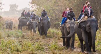 Assam Tour Packages: Discover Nature, Wildlife, and Culture