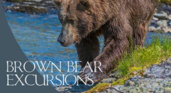 Enjoy Safe and Educational Bear Tours in Alaska with Bear Viewing in Alaska