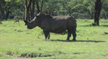 Uncover Nairobi’s Richness: Cruzeiro Safaris Kenya Launches Exciting New Tours and Adventures