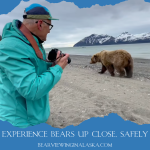 Bear viewing in Alaska