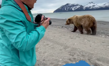 Bear viewing in Alaska