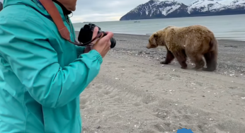 Bear Viewing in Alaska offers the best bear watching trips