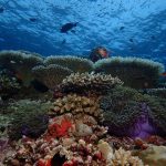 Bawe marine reserve coral reefs