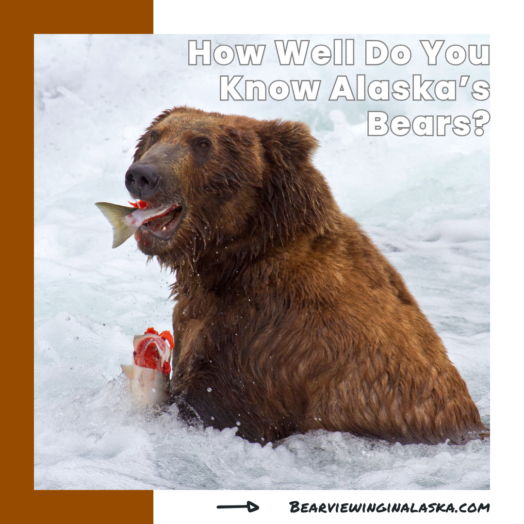 Bear Viewing in Alaska