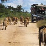 kruger national park