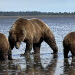 bear viewing alaska