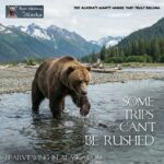 grizzly bear viewing in Alaska