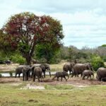 Tembe Mahlasela Hide views