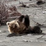 bear watching alaska