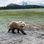 Bear Viewing in Alaska