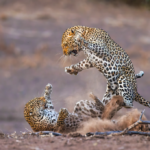 Mashatu leopards wrestling